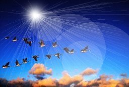 Geese flying in V formation