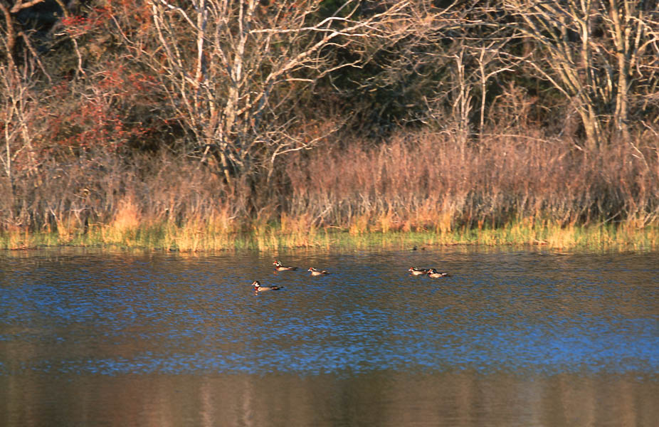 wood ducks on Beech Pond