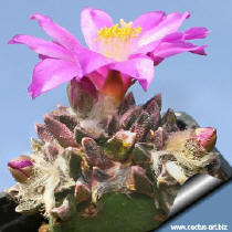 Ariocarpus scafarostrus - a young plant with the first flower